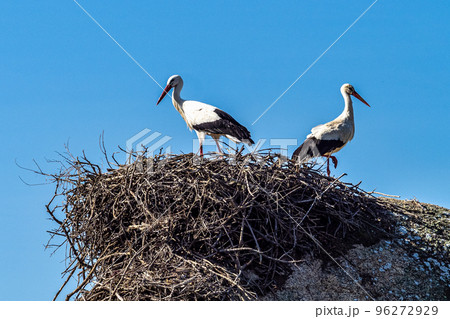 Storks colony in a protected area at Los Barruecos Natural Monument, Malpartida de Caceres, Extremadura, Spain. 96272929