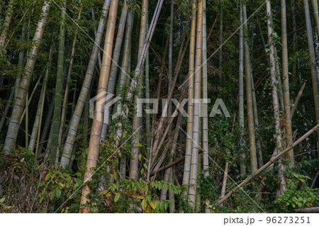 放置竹林イメージ 96273251