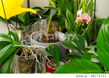 woman gardener watering orchid flowers athome. houseplant care. housework and plants care concept. Home gardening, love of plants and care. 96273731