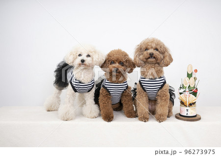 門松と3匹のトイプードル 門松と3匹のトイプードル 96273975
