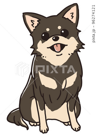 おすわりするチョコタンのチワワ 96274121