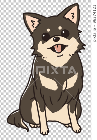 Chihuahua of chocolate tongue to sit down 96274121