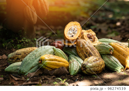 Group of colorful cacao pods 96274539