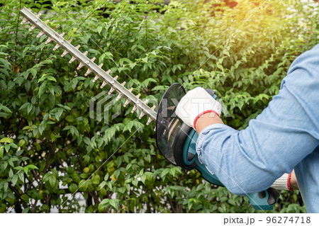 Gardener holding electric hedge trimmer to cut the treetop in garden. 96274718