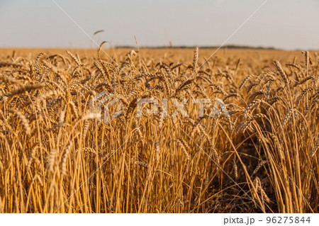 Close up of ripe wheat ears. Beautiful backdrop of ripening ears of golden field. 96275844