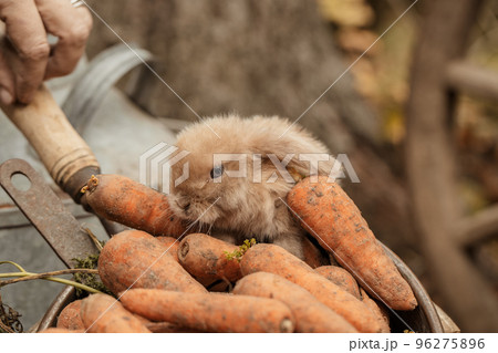 Fluffy foxy rabbit with carrot on autumn background Fluffy foxy rabbit with carrot on autumn background 96275896