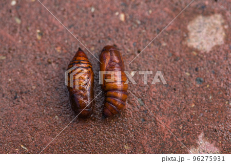 Сhrysalis Noctuidae on the garden soil. Lepidoptera Noctuidae. Agricultural pests. 96275931