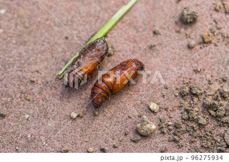 Сhrysalis Noctuidae on the garden soil. Lepidoptera Noctuidae. Agricultural pests. 96275934