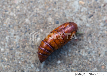 Pupa moth from the family owlet moths Noctuidae. Caterpillars of this species are pests of most crops. 96275935
