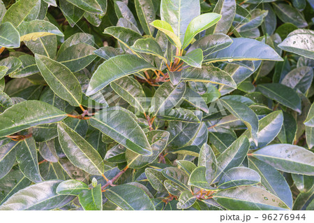 multicolored shrub leaves close-up as a background multicolored shrub leaves close-up as a background 96276944