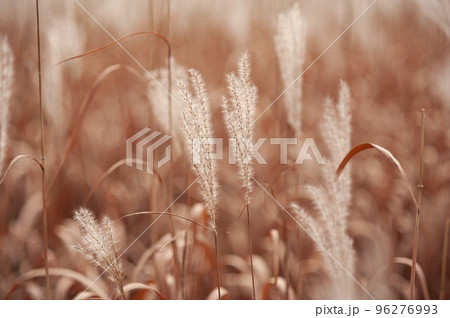 Fluffy dried flowers in the field in the middle of autumn. 96276993
