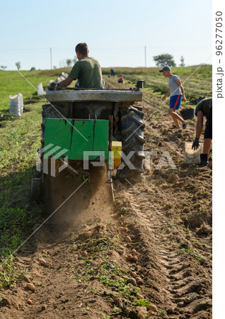 Harvesting in the village, harvesting potatoes with a tractor with a plow and a vibrating screen. 96277050