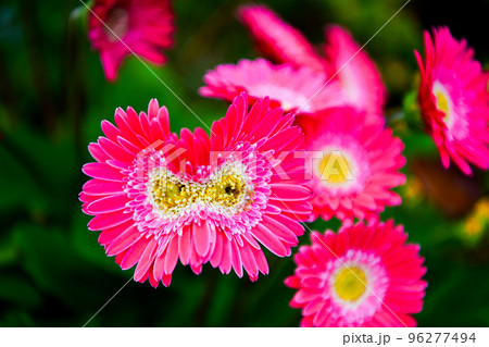 奇形のガーベラ 96277494