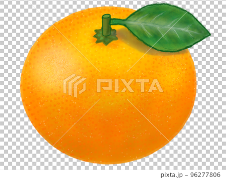 帶葉柑_溫州柑-插圖素材 [96277806] - PIXTA圖庫