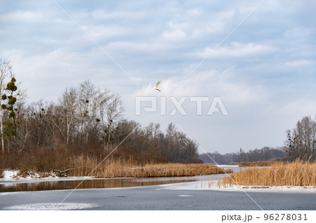 White heron flying over the river. Winter landscape near the river. River, reeds and snow. Beautiful river in winter. 96278031