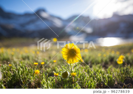 Wildflowers 96278639
