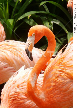 red and pink flamingos in singapore zoo red and pink flamingos in singapore zoo 96278794