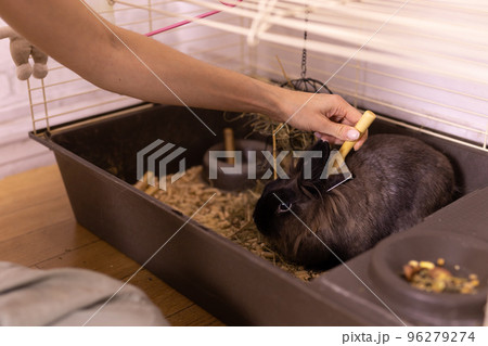 Black little rabbit is shedding. Girl combs his fur with special comb. Care of pets concept Black little rabbit is shedding. Girl combs his fur with special comb. Care of pets concept 96279274