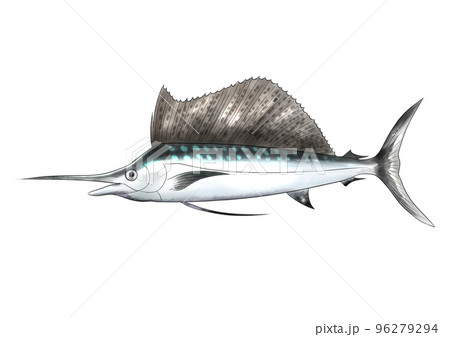 海中を泳ぐバショウカジキのイラスト 96279294