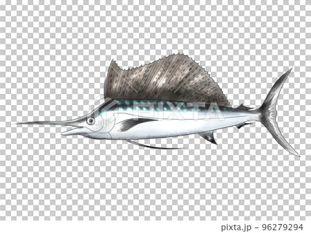 海中を泳ぐバショウカジキのイラスト 96279294