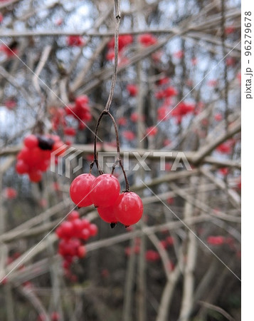 Red round fruits on tree branch. Vibunum opulus. 96279678