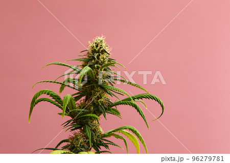 Flowering Medical Marijuana or CBD Cannabis Plant with Buds on Pink Background Flowering Medical Marijuana or CBD Cannabis Plant with Buds on Pink Background 96279781