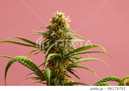 Flowering Medical Marijuana or CBD Cannabis Plant with Buds on Pink Background Flowering Medical Marijuana or CBD Cannabis Plant with Buds on Pink Background 96279782