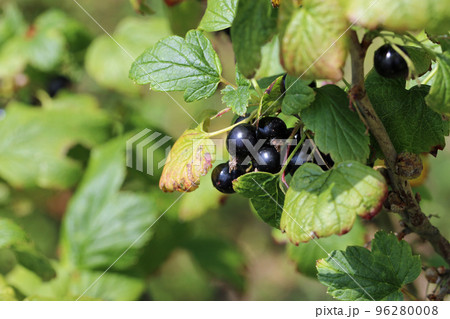 Blackcurrant fruits on a bush in close up Blackcurrant fruits on a bush in close up 96280008