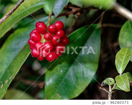 サネカズラの赤い集合果 サネカズラの赤い集合果 96280373