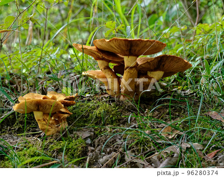 秋の森に生えるキノコ　オオワライタケ 96280374