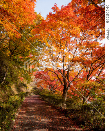 福島県矢祭町　矢祭山公園の紅葉 96280540