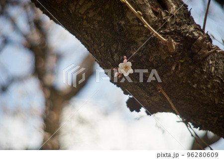 桜・幹・花・咲く・ソメイヨシノ・アップ・日本・屋外 桜・幹・花・咲く・ソメイヨシノ・アップ・日本・屋外 96280609