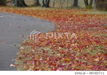 秋の紅葉した落ち葉 96280711