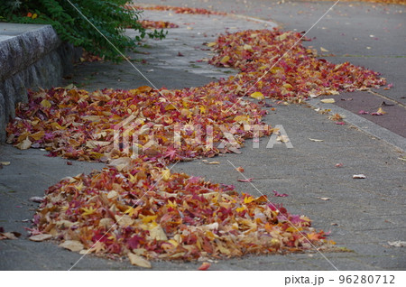 秋の紅葉した落ち葉 96280712
