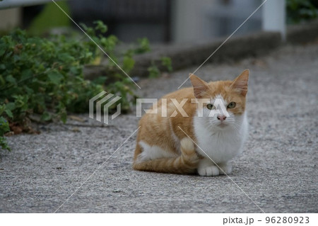 長崎の尾曲がり猫 長崎の尾曲がり猫 96280923