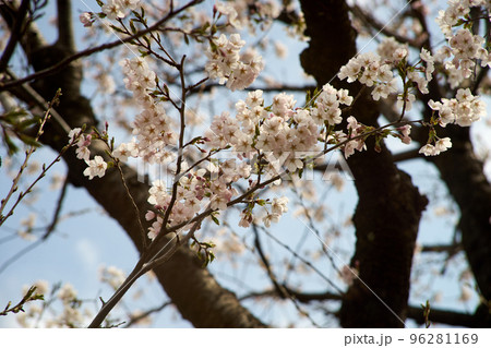 桜・満開・ソメイヨシノ・枝・春・花見・背景・風物詩の写真素材