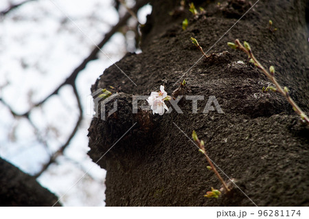 幹・花・桜・咲く・ソメイヨシノ・アップ・樹皮 幹・花・桜・咲く・ソメイヨシノ・アップ・樹皮 96281174