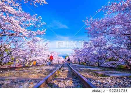 京都　蹴上インクラインの桜並木 96281783