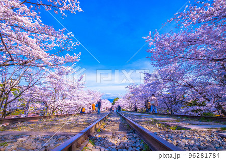 京都 蹴上インクラインの桜並木の写真素材 [96281784] - PIXTA