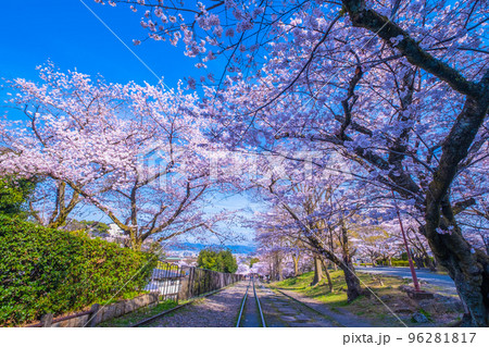 京都　蹴上インクラインの桜並木 96281817