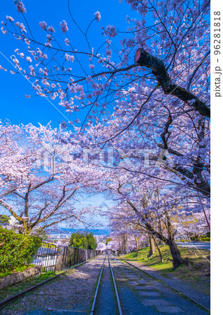 京都　蹴上インクラインの桜並木 96281818