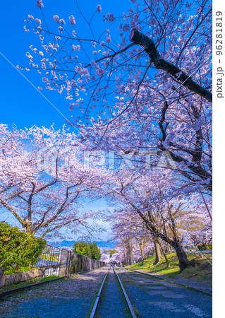 京都　蹴上インクラインの桜並木 96281819