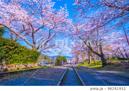京都　蹴上インクラインの桜並木 96281932