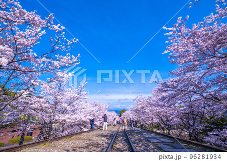 京都　蹴上インクラインの桜並木 96281934