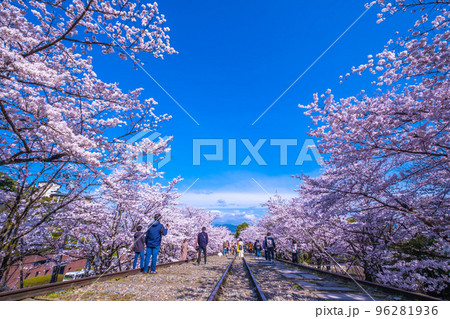 京都　蹴上インクラインの桜並木 96281936