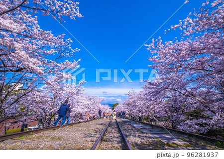 京都　蹴上インクラインの桜並木 96281937