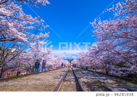 京都 蹴上インクラインの桜並木 京都 蹴上インクラインの桜並木 96281938