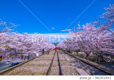 京都　蹴上インクラインの桜並木 96281941