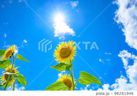 太陽とひまわり 96281946