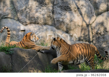 兄に張り手するアムールトラの弟 96282008